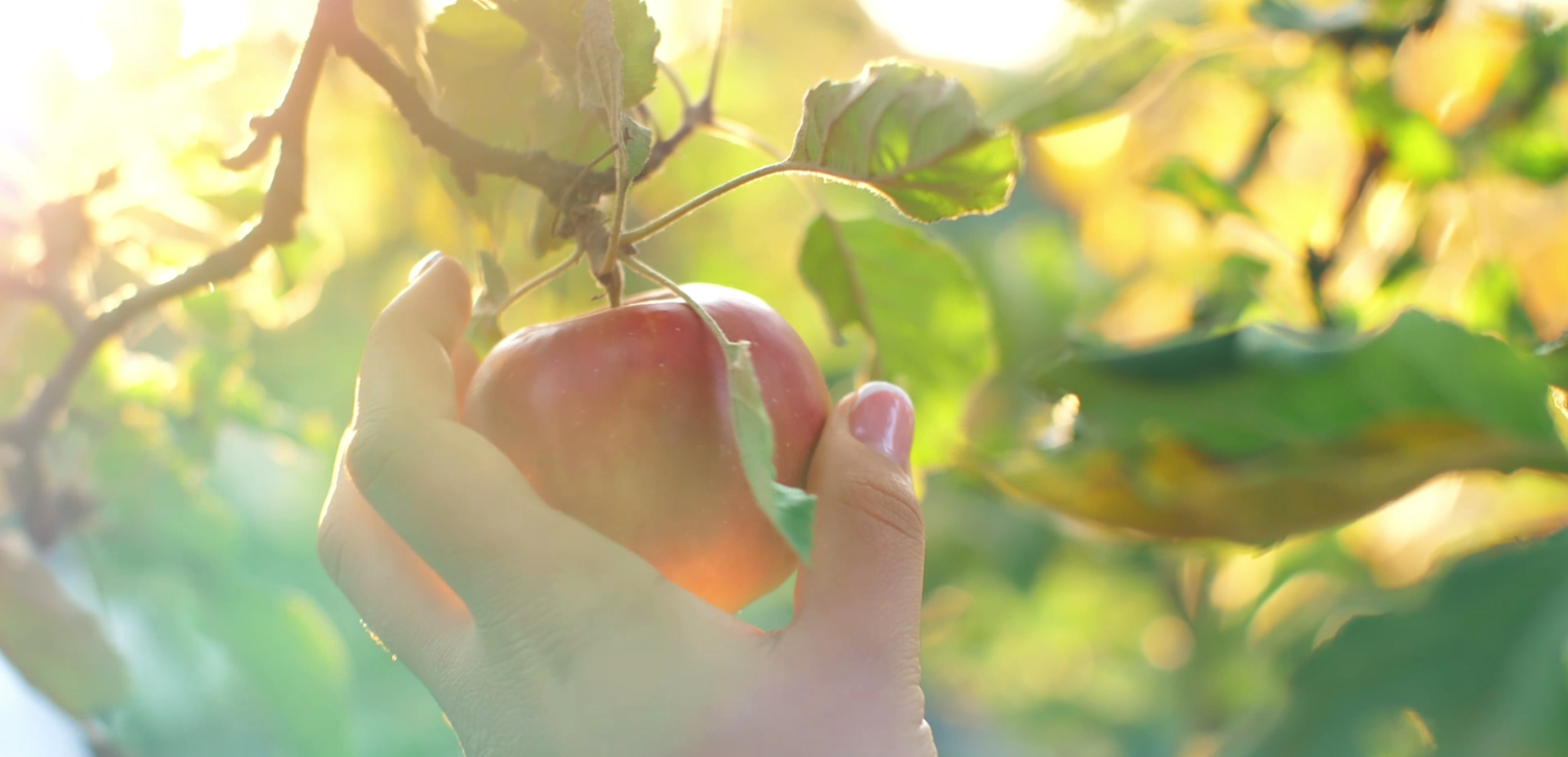 Woman Picking Fresh Nutrient Rich Apple From Tree
